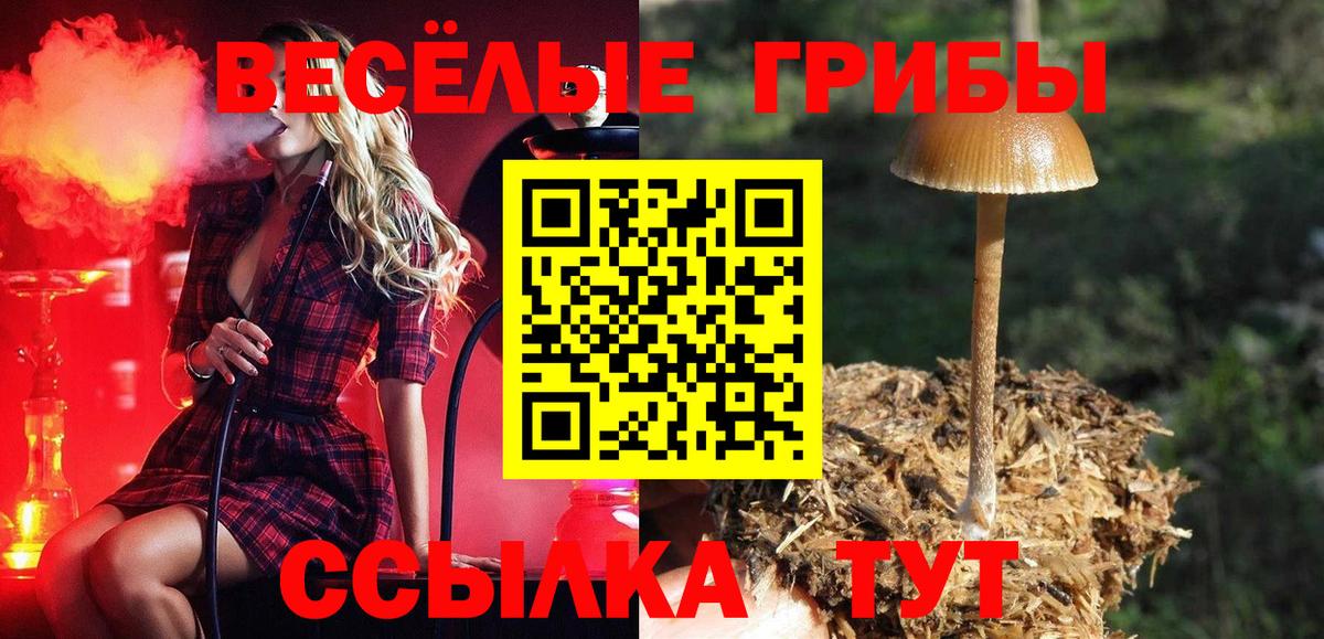 Галлюциногенные грибы Psilocybe Томск